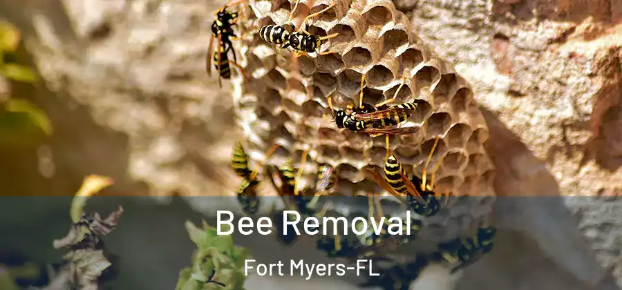 Bee Removal Fort Myers-FL