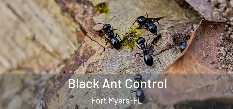  Black Ant Control Fort Myers-FL