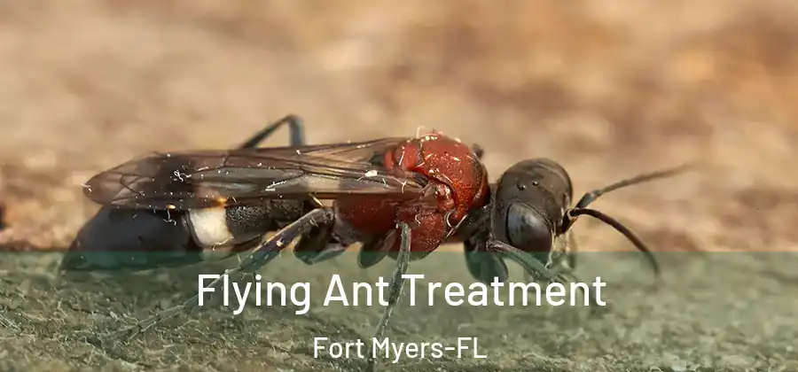 Flying Ant Treatment Fort Myers-FL