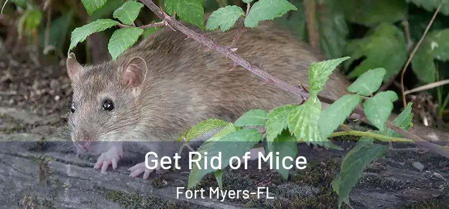 Get Rid of Mice Fort Myers-FL