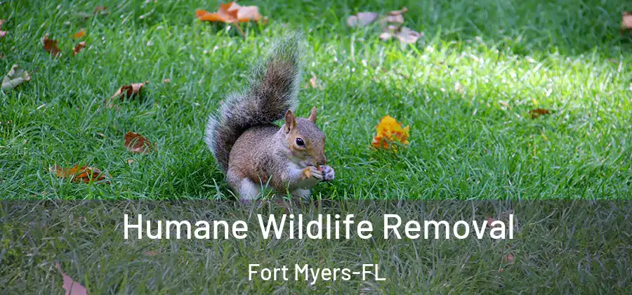 Humane Wildlife Removal Fort Myers-FL