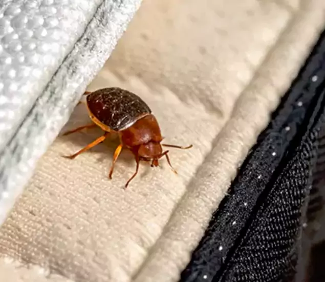 Trusted Bed Bug Prevention Specialists in Fort Myers, FL