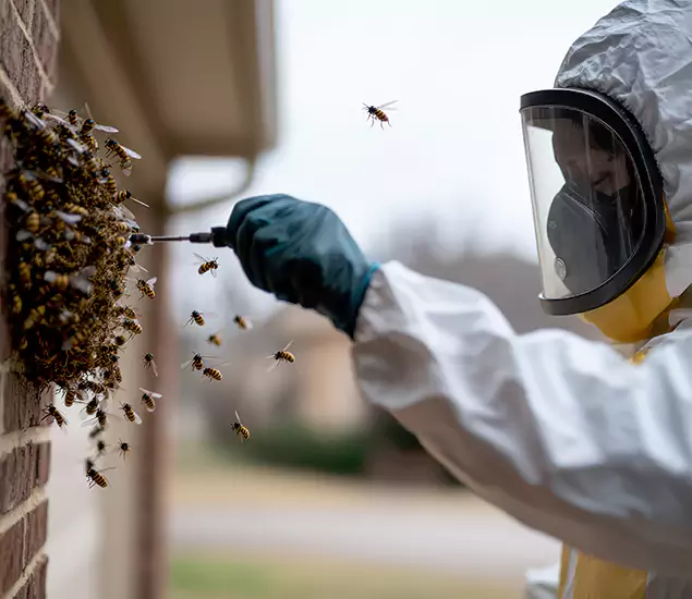 Your Bee Removal Company in Fort Myers, FL