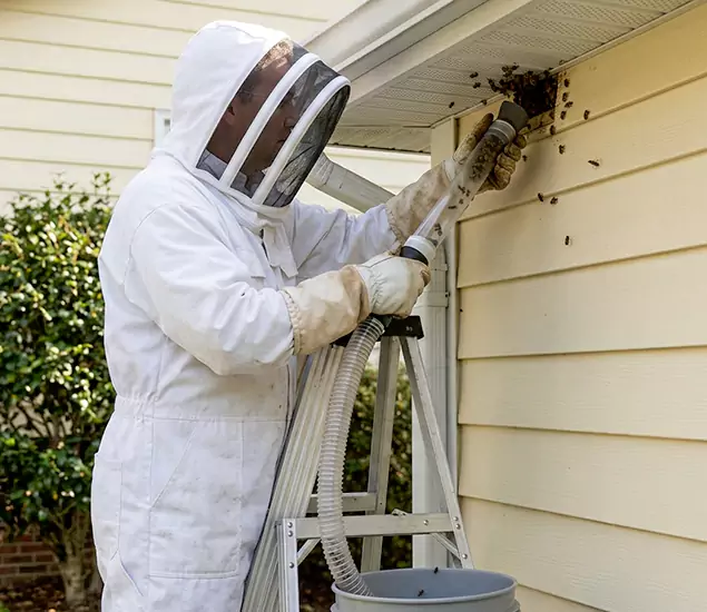 Your Affordable Bee Removal Company in Fort Myers, FL