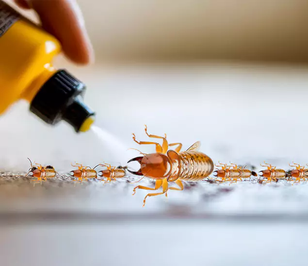 Reliable Bora Care Termite Experts in Fort Myers, FL