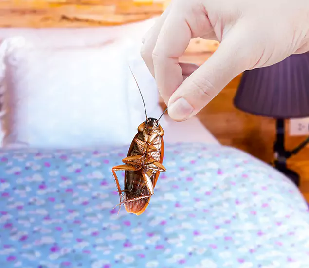 Expert Roach Control Services: Your Cockroach Pest Control in Fort Myers, FL