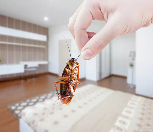 Your Cockroach Control Services in Fort Myers, FL