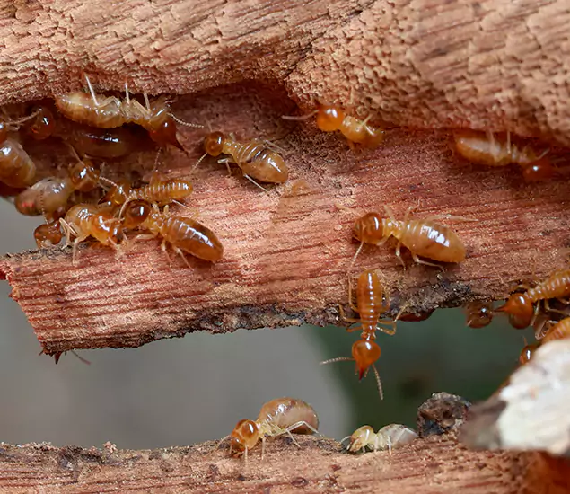 About Our Drywood Termite Treatment Experts in Fort Myers, FL