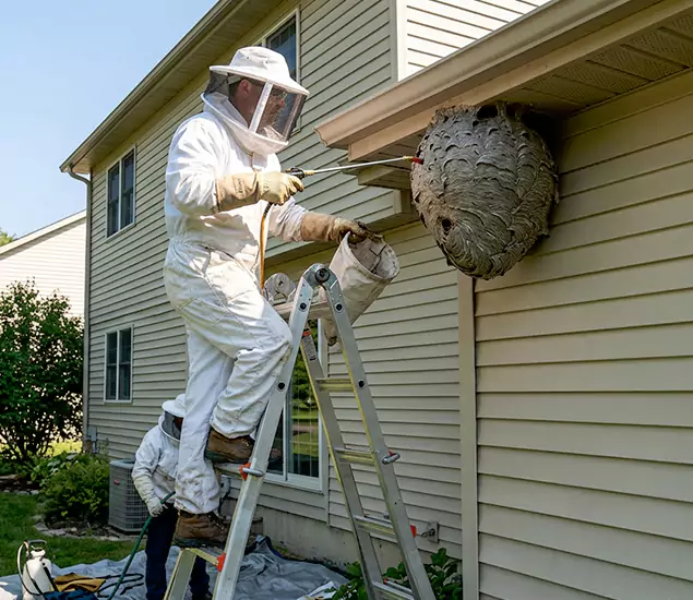 Expert Wasp Nest Removal: Your Local Wasp Nest Removal Company in Fort Myers, FL