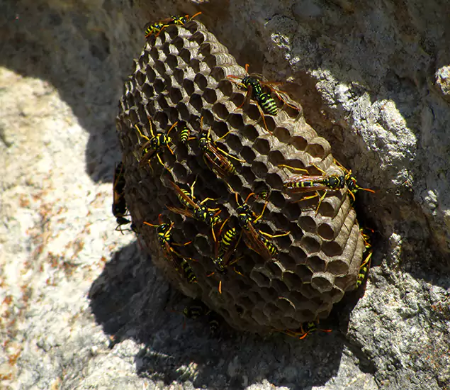 Your Local Hornet Removal Company in Fort Myers, FL