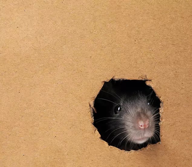 Rats in Attic Removal Experts in Fort Myers, FL