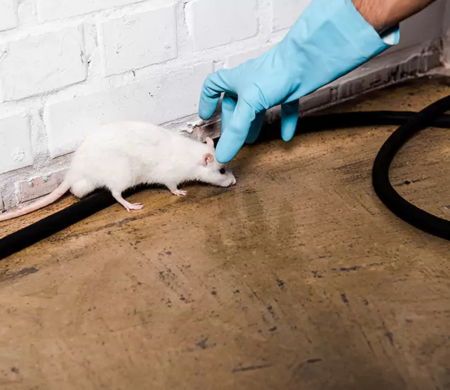 Your Pest Control Partner in Fort Myers, FL