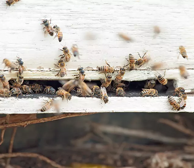 Trusted Termite Exterminator Experts You Can Rely On in Fort Myers, FL