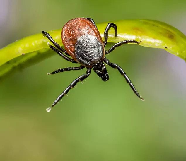 Your Trusted Tick Pest Control in Fort Myers, FL