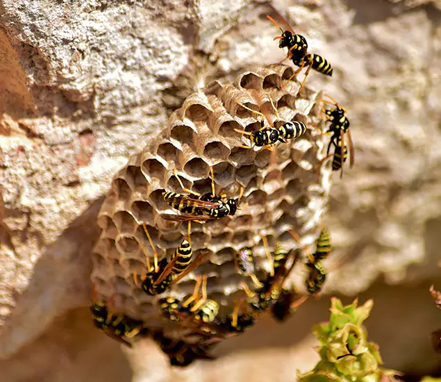 Your Best Wasp Removal Company in Fort Myers, FL