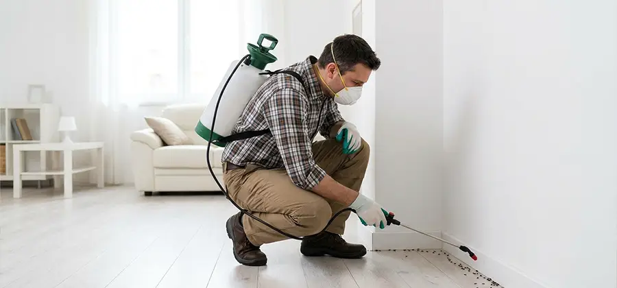 Seasonal Ant Infestation Control in Fort Myers