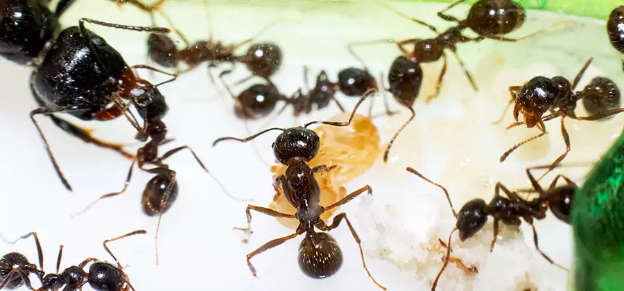 Argentine Ant Barrier Treatment in Fort Myers