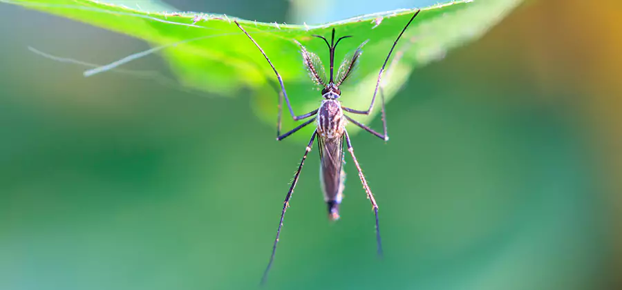 Natural Mosquito Spray for Yard in Fort Myers