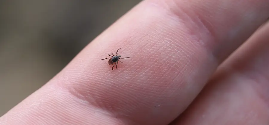 Infection Prevention for Bed Bug Bites in Fort Myers