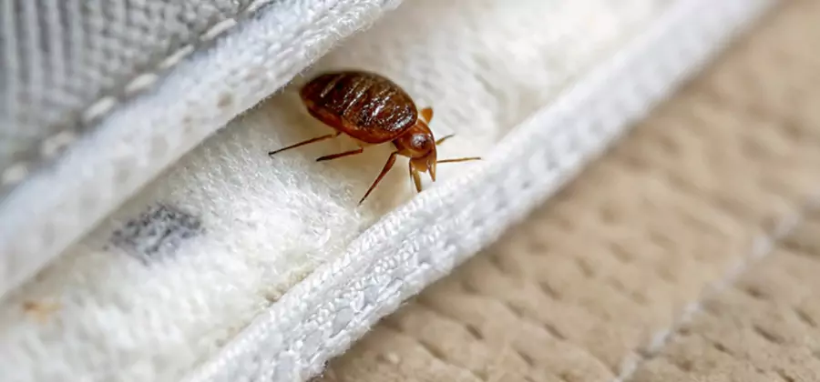 Tenting Bed Bug Fumigation in Fort Myers