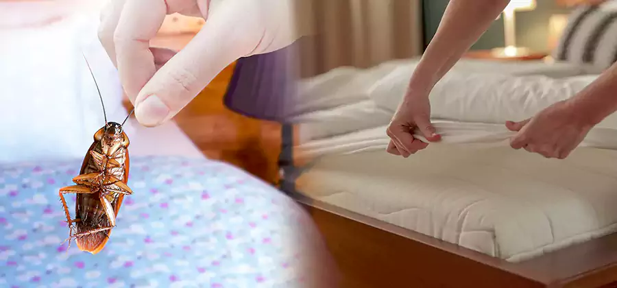 Bed Bug Home Extermination Service in Fort Myers