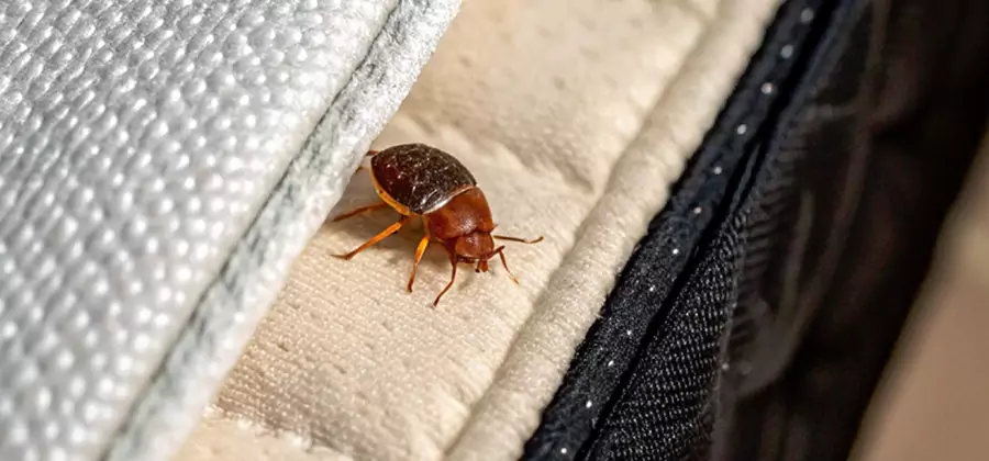 Commercial Bed Bug Control in Fort Myers