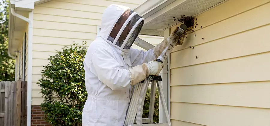 Ground Bee Removal in Fort Myers