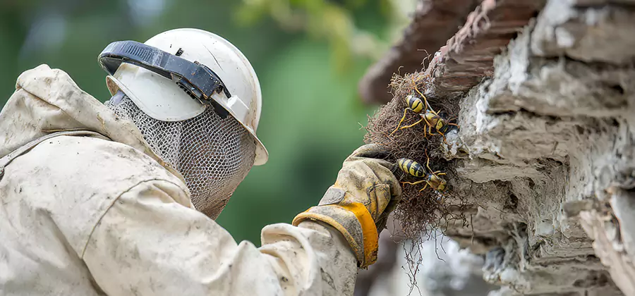 Bee and Wasp Hornet Removal in Fort Myers
