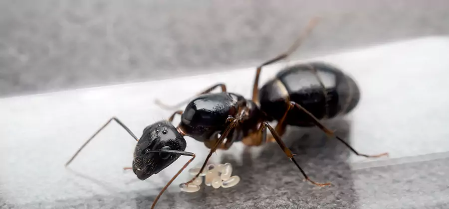 Black Ants in Kitchen Elimination in Fort Myers