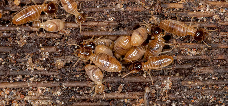 Bora Care Residential Termite Control in Fort Myers