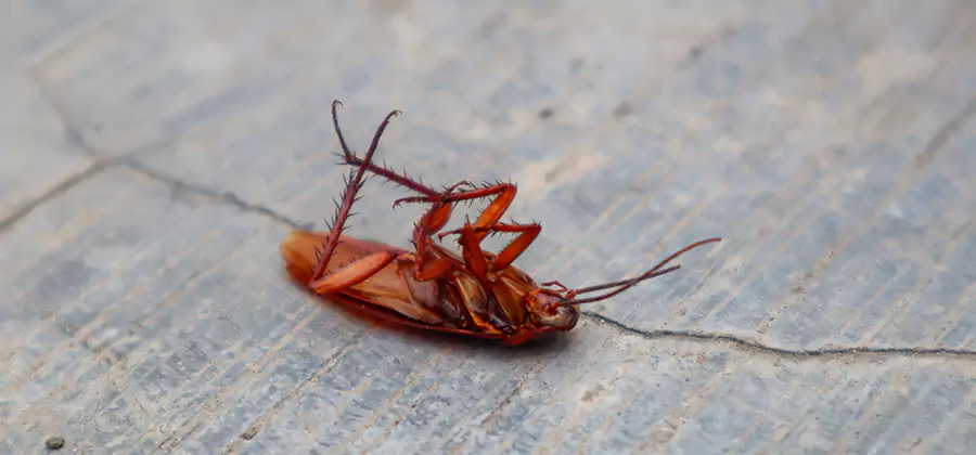 Cockroach Eradication for Commercial Properties in Fort Myers