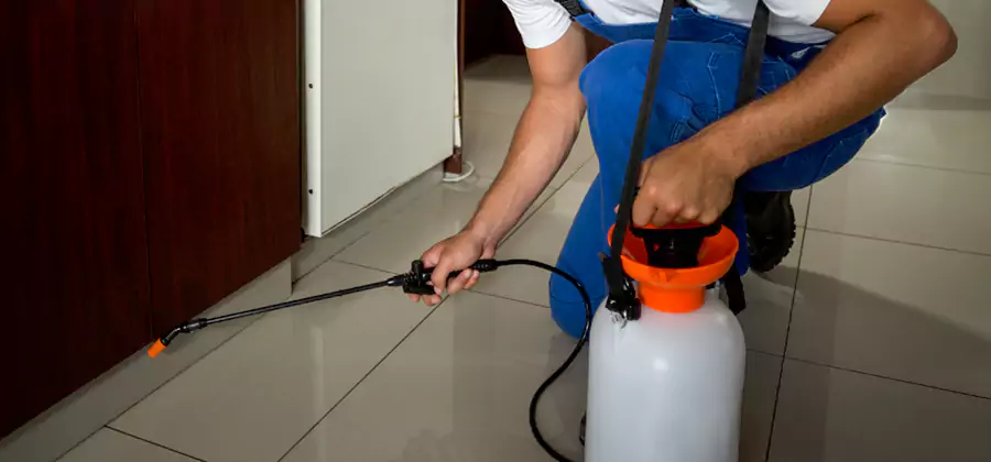 Palmetto Bug Exterminator in Fort Myers