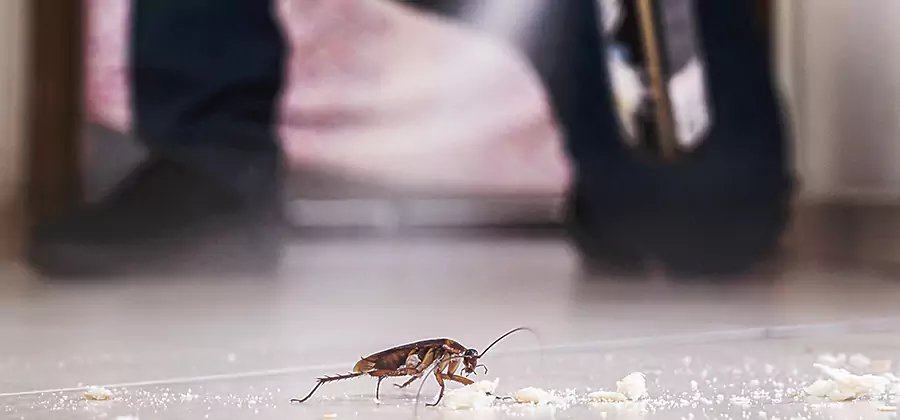 Roach House Treatment Fort Myers