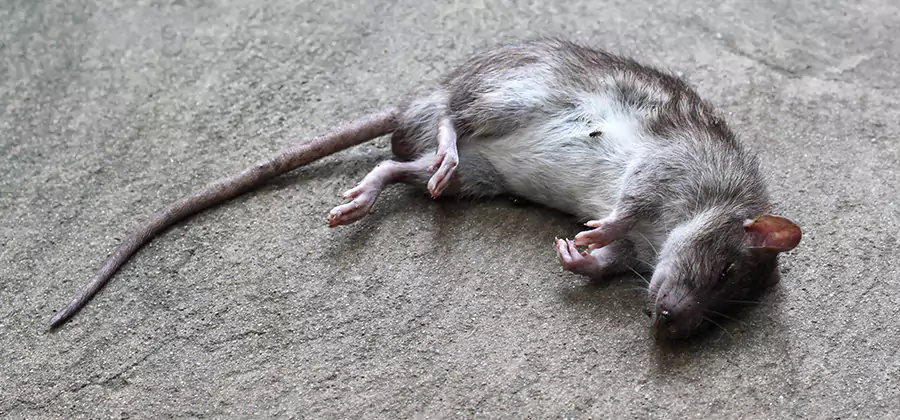Dead Rat Disposal in Fort Myers