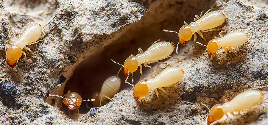 Termite Exterminator Services in Fort Myers
