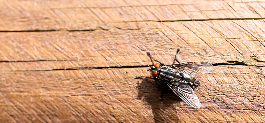 Flying Ant Barrier Treatment in Fort Myers