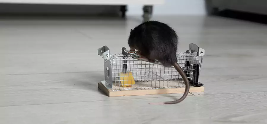 Mice in Attic Removal Fort Myers
