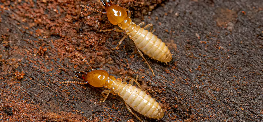 Structural Heat Termite Treatment in Fort Myers