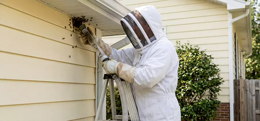 Wasp Nest in Wall Removal in Fort Myers