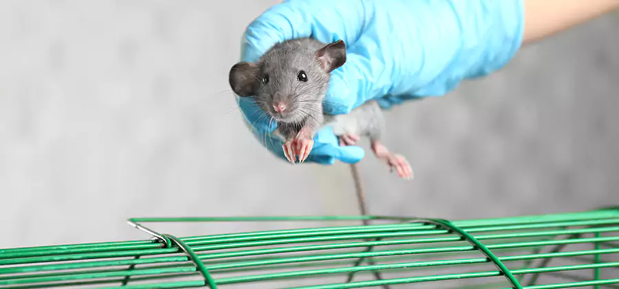 Humane Rat Trapping in Fort Myers