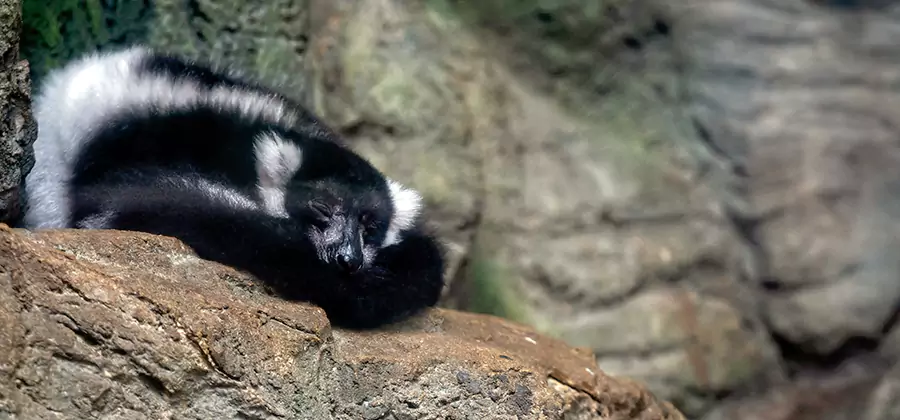 Humane Skunk Removal in Fort Myers