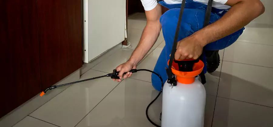 Indoor Insect Killer Solutions in Fort Myers