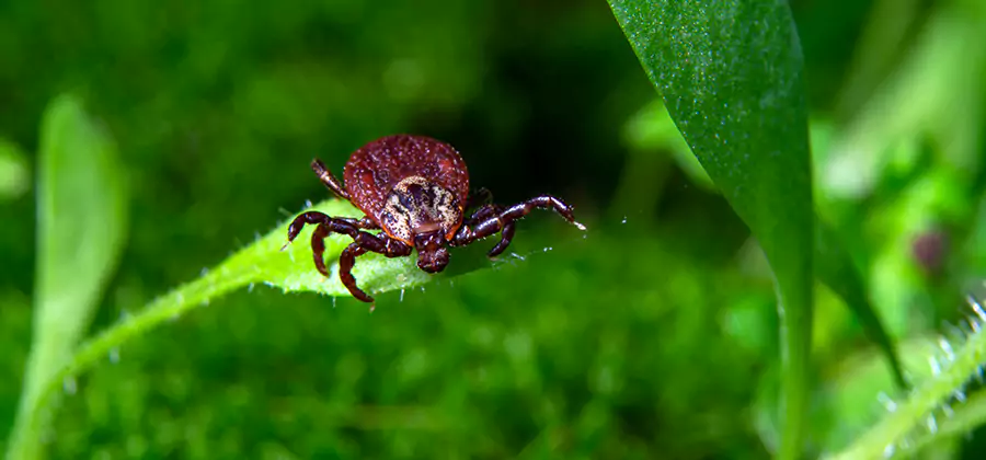 Tick Prevention for Yard in Fort Myers