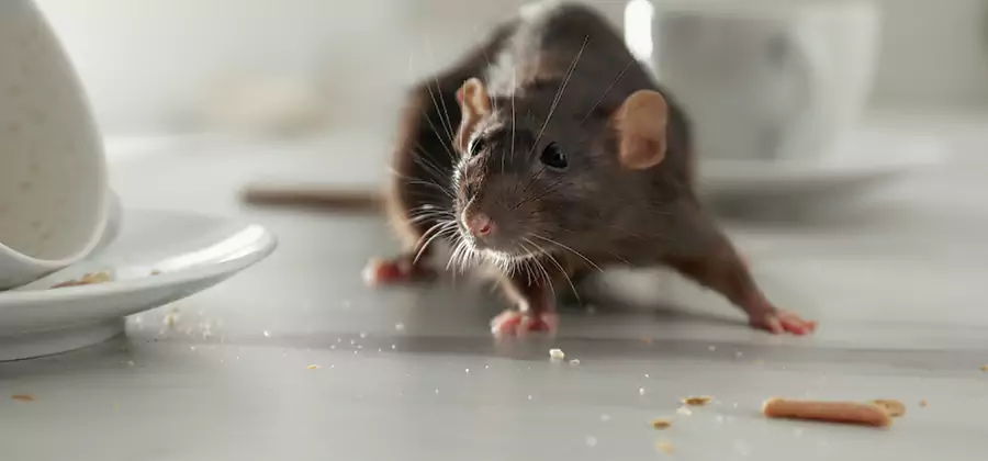 Rodent Feces Removal in Fort Myers