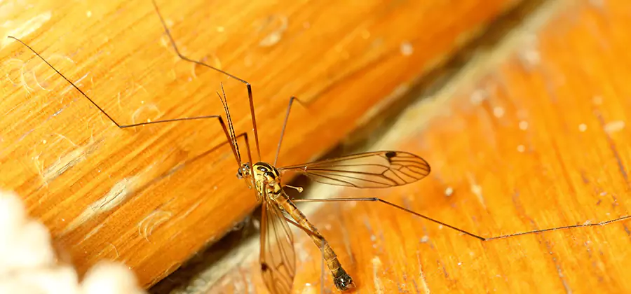 Exterior Mosquito Control in Fort Myers
