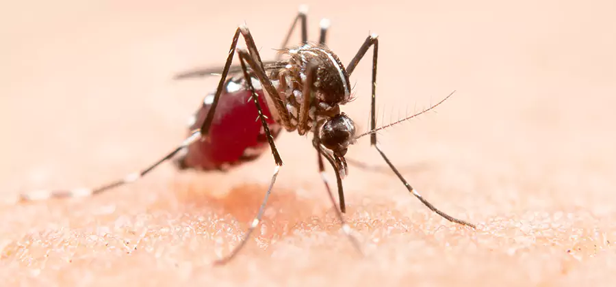 Indoor Mosquito Killer and Interior Control in Fort Myers