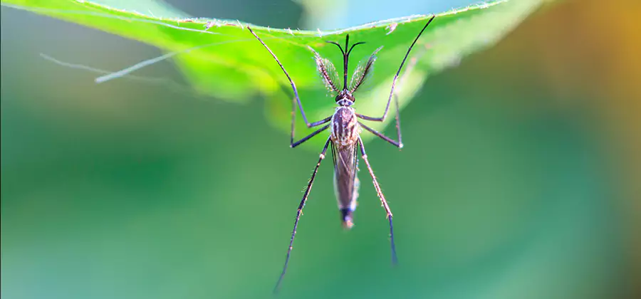 Home Defense Insect Killer in Fort Myers