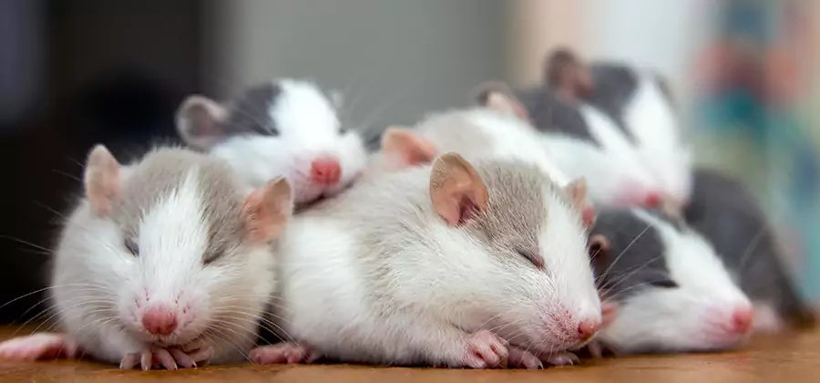 Fort Myers Pet Safe Mice Control