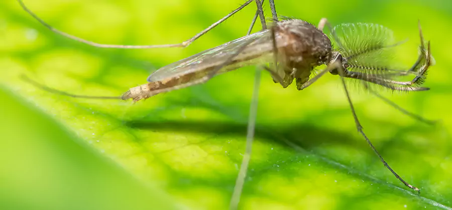 Herbal Mosquito Repellent Treatment in Fort Myers
