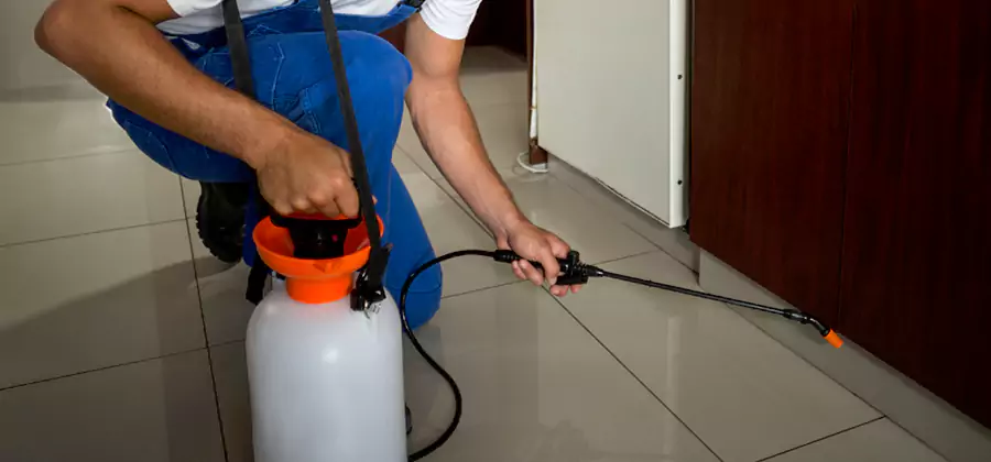 One Time Termite Control in Fort Myers